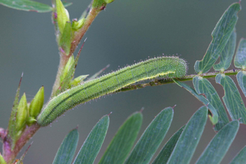 Little Yellow
caterpillar